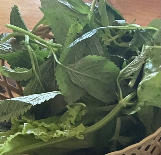 ベトナムの紫蘇